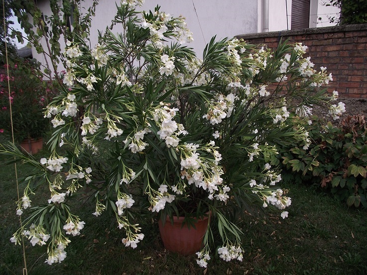 http://kepmester.silihost.hu/images/1641/8365/00002145.JPG