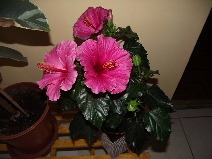 http://kepmester.silihost.hu/images/1641/8365/00002146.JPG
