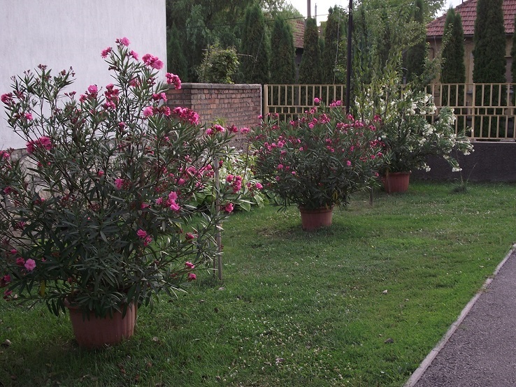 http://kepmester.silihost.hu/images/1641/8365/00002149.JPG