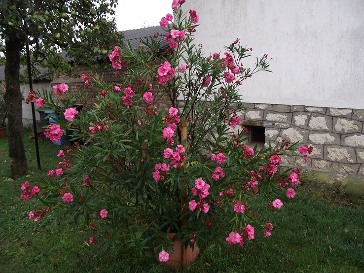 http://kepmester.silihost.hu/images/1641/8365/00002159.JPG