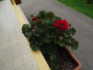 http://kepmester.silihost.hu/images/1641/8365/00002309.JPG