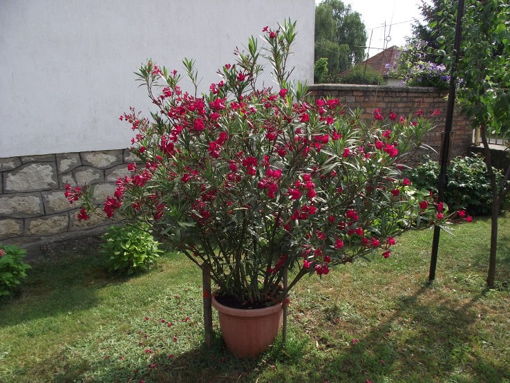 http://kepmester.silihost.hu/images/1641/8365/00002348.JPG