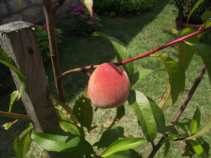 http://kepmester.silihost.hu/images/1641/8365/00002377.JPG