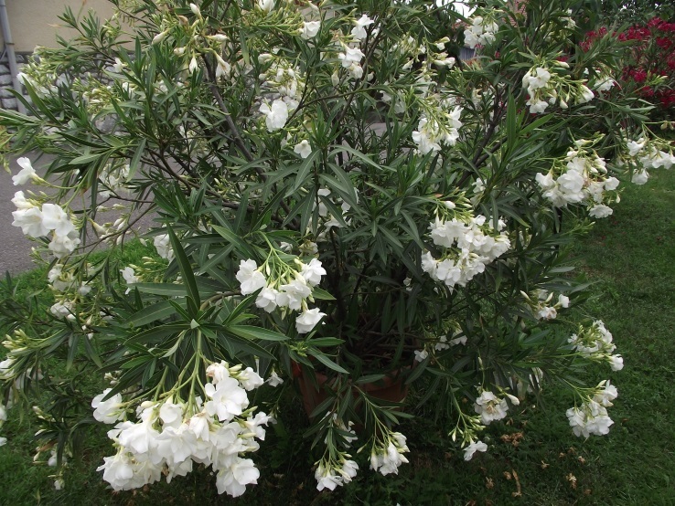 http://kepmester.silihost.hu/images/1641/8365/00002379.JPG
