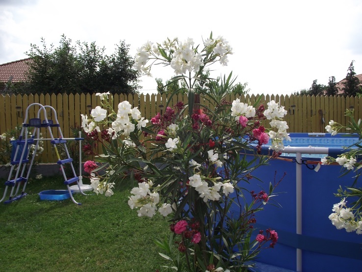 http://kepmester.silihost.hu/images/1641/8365/00002390.JPG