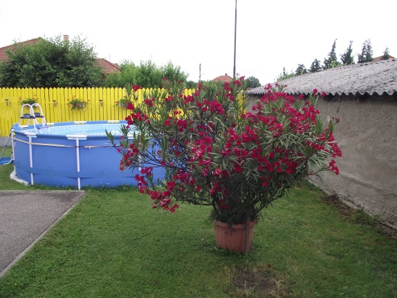 http://kepmester.silihost.hu/images/1641/8365/00002567.JPG
