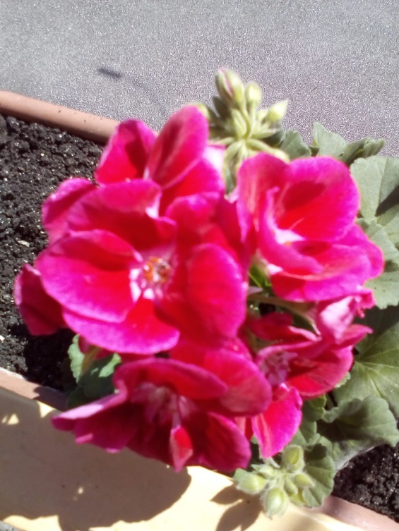 http://kepmester.silihost.hu/images/1641/8365/00002797.jpg