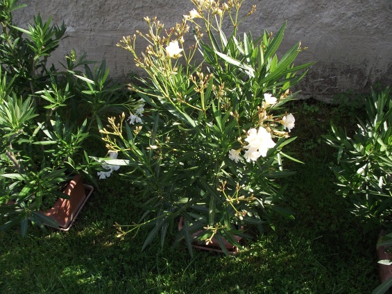 http://kepmester.silihost.hu/images/1641/8365/00002833.JPG