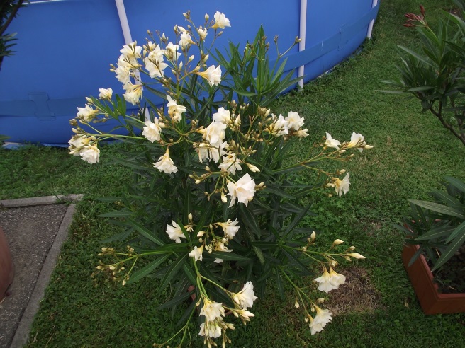 http://kepmester.silihost.hu/images/1641/8365/00002839.JPG