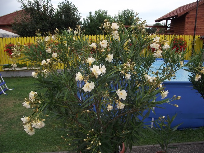 http://kepmester.silihost.hu/images/1641/8365/00002841.JPG