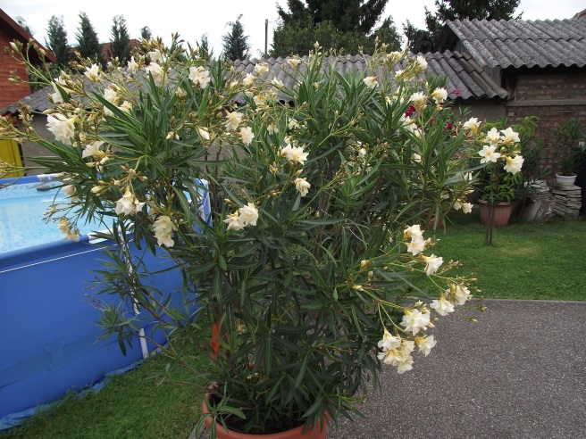 http://kepmester.silihost.hu/images/1641/8365/00002842.JPG