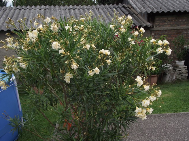 http://kepmester.silihost.hu/images/1641/8365/00002846.JPG