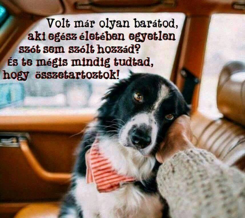 http://kepmester.silihost.hu/images/1703/11048/00000229.jpg