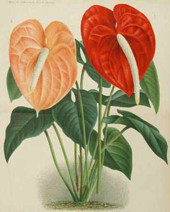 kép523