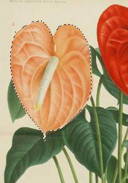 kép524