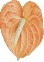 kép525