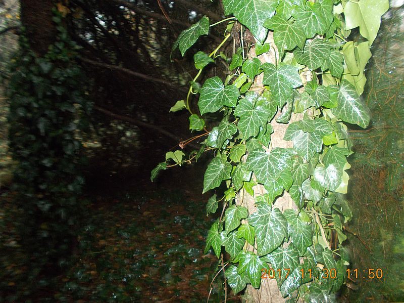 http://kepmester.silihost.hu/images/279/10673/00000314.jpg