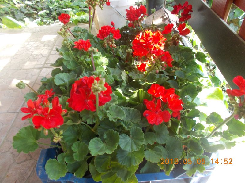 http://kepmester.silihost.hu/images/279/10673/00000407.jpg