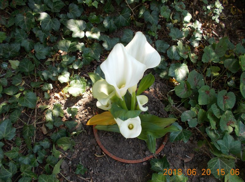 http://kepmester.silihost.hu/images/279/10673/00000449.jpg