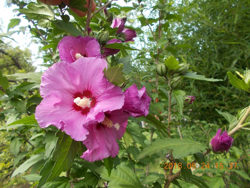http://kepmester.silihost.hu/images/279/10673/00000455.jpg