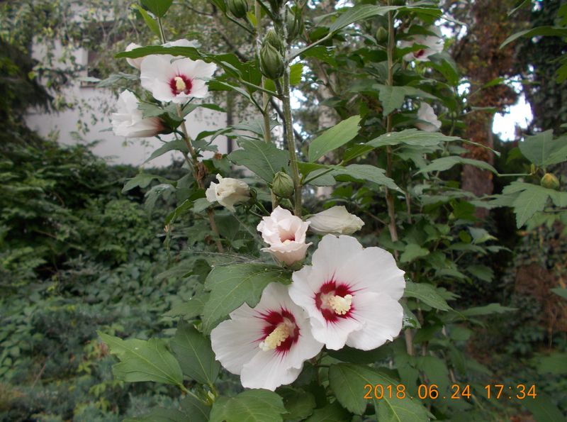 http://kepmester.silihost.hu/images/279/10673/00000456.jpg