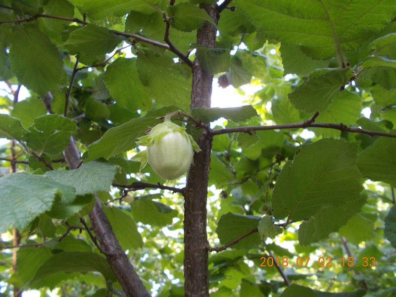 http://kepmester.silihost.hu/images/279/10673/00000462.jpg