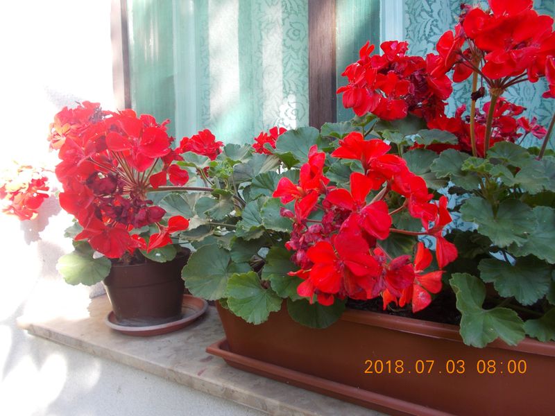 http://kepmester.silihost.hu/images/279/10673/00000464.jpg