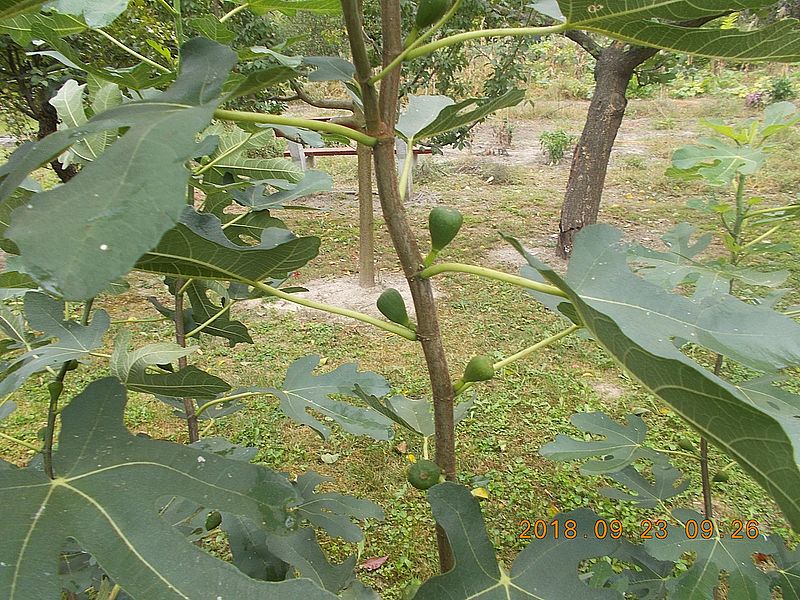 http://kepmester.silihost.hu/images/279/10673/00000479.jpg