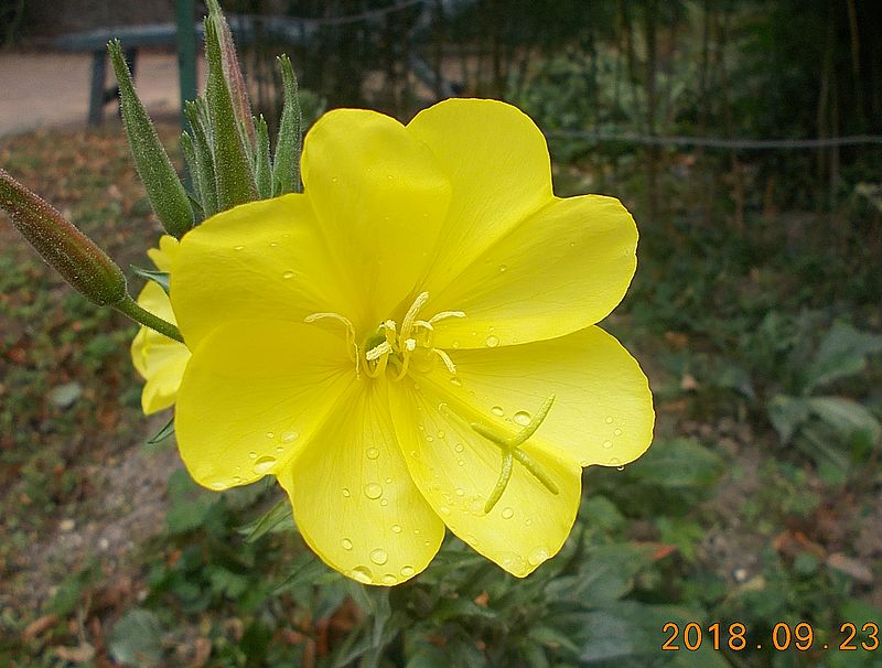 http://kepmester.silihost.hu/images/279/10673/00000481.jpg