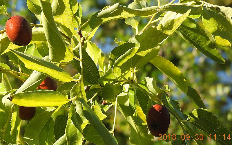 http://kepmester.silihost.hu/images/279/10673/00000485.jpg