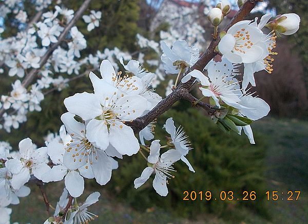 http://kepmester.silihost.hu/images/279/10673/00000534.jpg