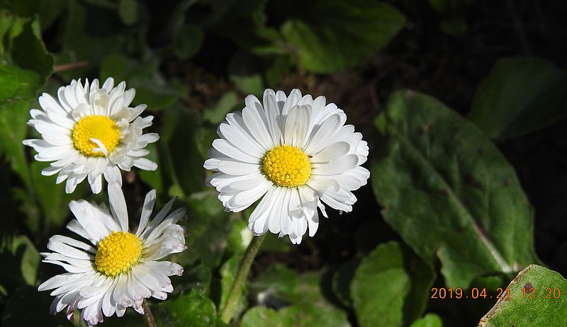 http://kepmester.silihost.hu/images/279/10673/00000546.jpg