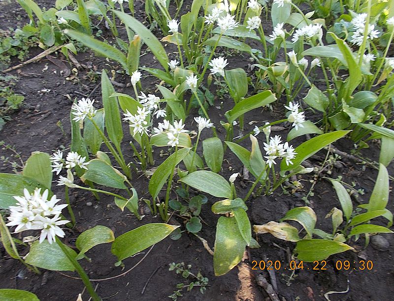 http://kepmester.silihost.hu/images/279/11065/00000128.jpg