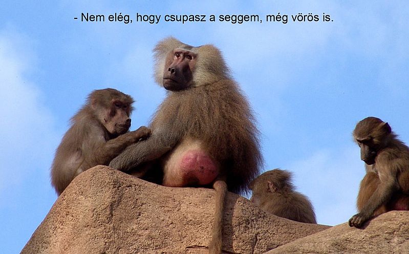 http://kepmester.silihost.hu/images/279/11093/00000182.jpg