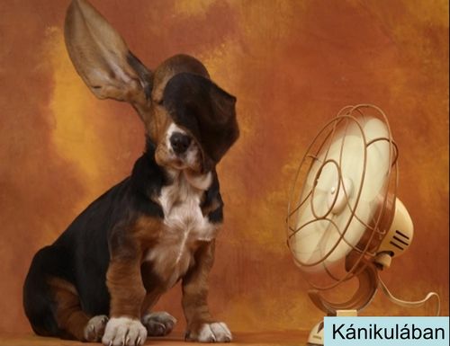 http://kepmester.silihost.hu/images/279/5664/00000040.jpg