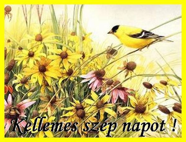 http://kepmester.silihost.hu/images/279/5664/00000141.jpg