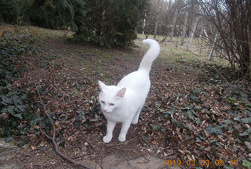 http://kepmester.silihost.hu/images/279/5664/00000298.jpg