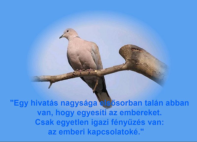http://kepmester.silihost.hu/images/279/5664/00000335.jpg