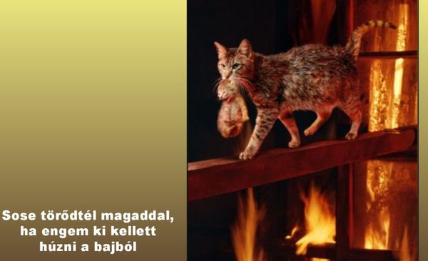 http://kepmester.silihost.hu/images/279/5665/00000016.jpg