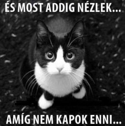 http://kepmester.silihost.hu/images/279/5665/00000145.jpg