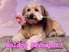 http://kepmester.silihost.hu/images/279/8222/00000204.jpg