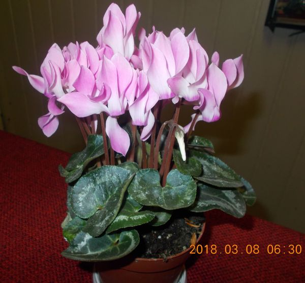 http://kepmester.silihost.hu/images/279/8222/00000232.jpg