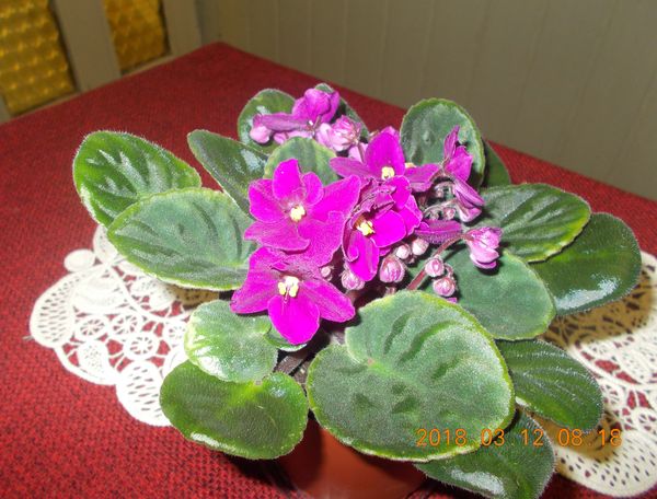 http://kepmester.silihost.hu/images/279/8222/00000235.jpg