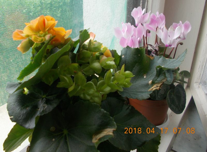 http://kepmester.silihost.hu/images/279/8222/00000244.jpg
