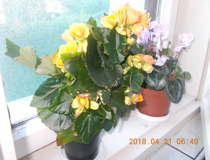 http://kepmester.silihost.hu/images/279/8222/00000246.jpg