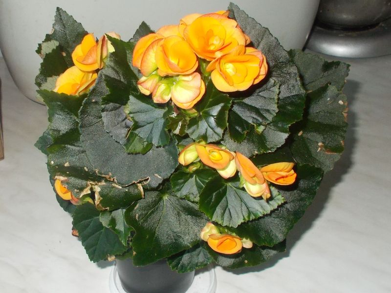 http://kepmester.silihost.hu/images/279/8222/00000247.jpg