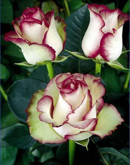 http://kepmester.silihost.hu/images/279/8222/00000302.jpg