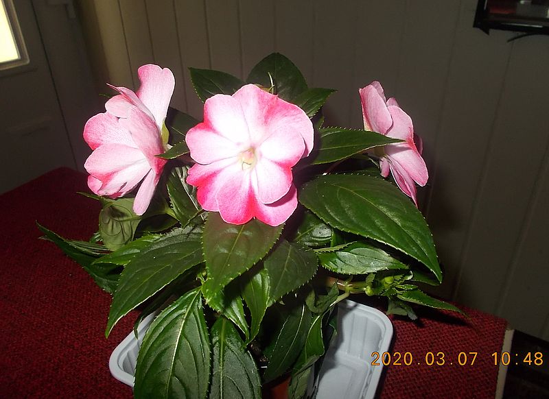 http://kepmester.silihost.hu/images/279/8222/00000309.jpg