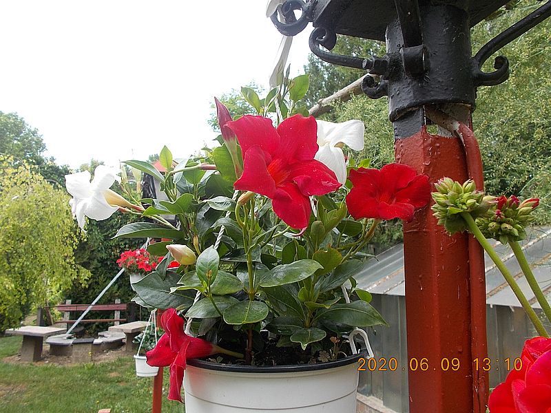 http://kepmester.silihost.hu/images/279/8222/00000328.jpg