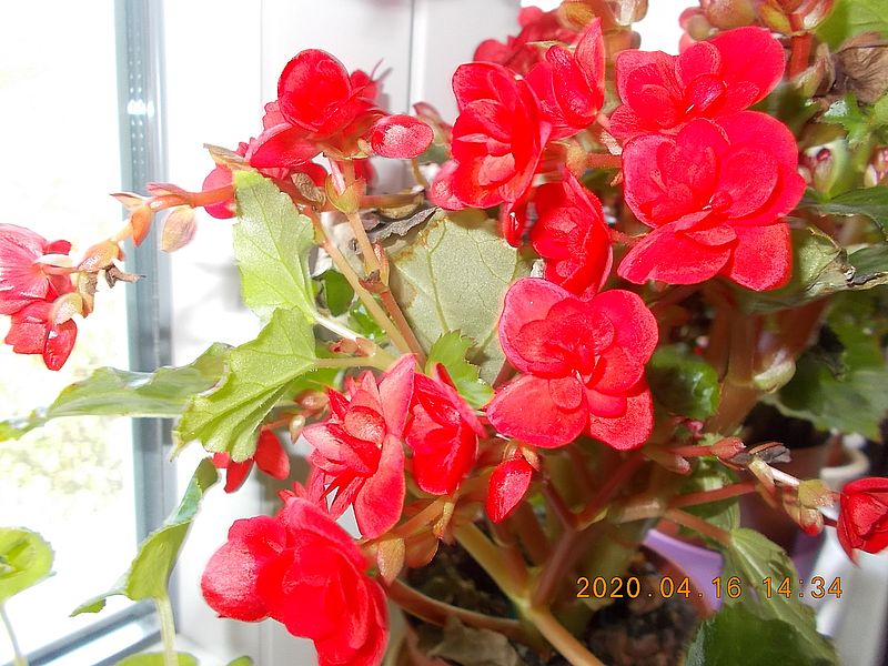 http://kepmester.silihost.hu/images/279/8368/00000011.jpg